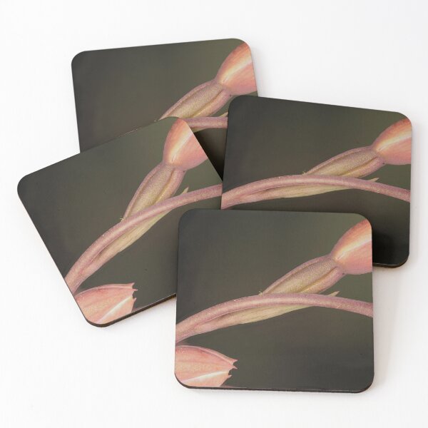 Item preview, Salmon Sun Orchid (Thelymitra rubra) buds, South Australia designed and sold by NanaRusty.