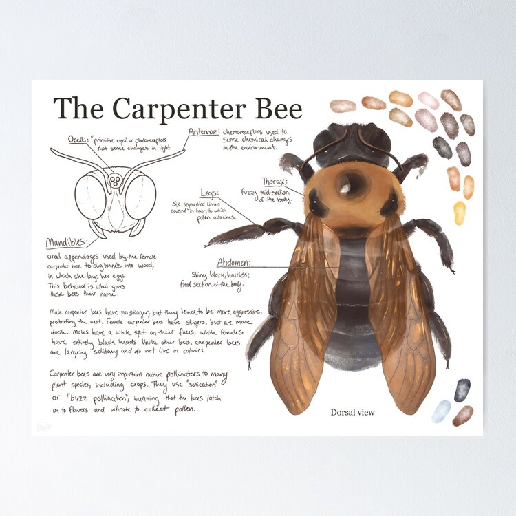 Types of bee breeds of bee poster canvas