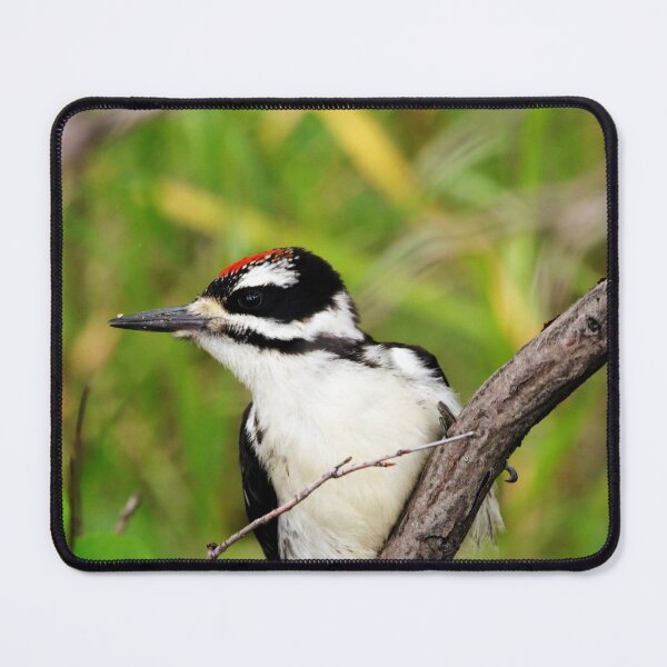 Item preview, Juvenile Hairy Woodpecker designed and sold by Alyce Taylor.