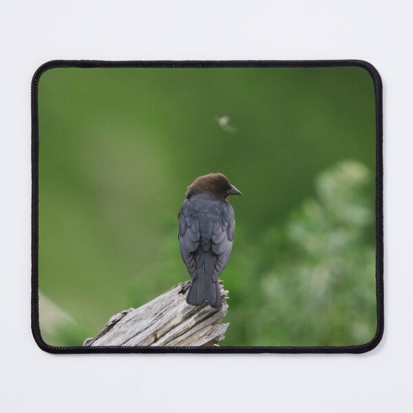 Item preview, Brown Headed Cowbird designed and sold by Alyce Taylor.