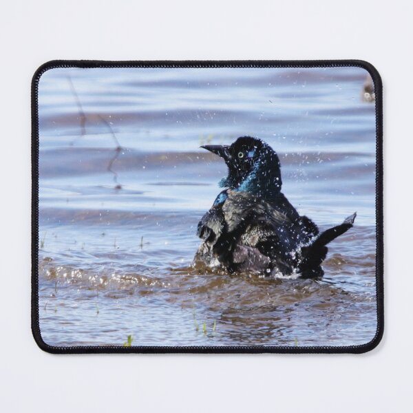 Item preview, Splashing Grackle designed and sold by Alyce Taylor.