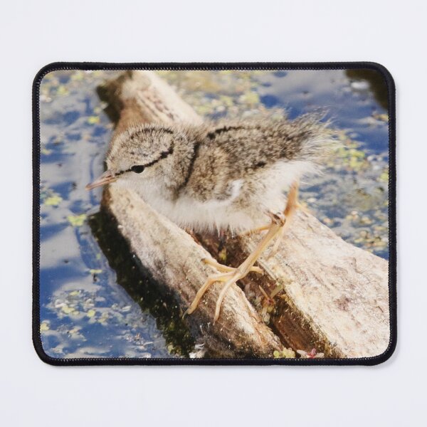 Item preview, Spotted Sandpiper Chick designed and sold by Alyce Taylor.