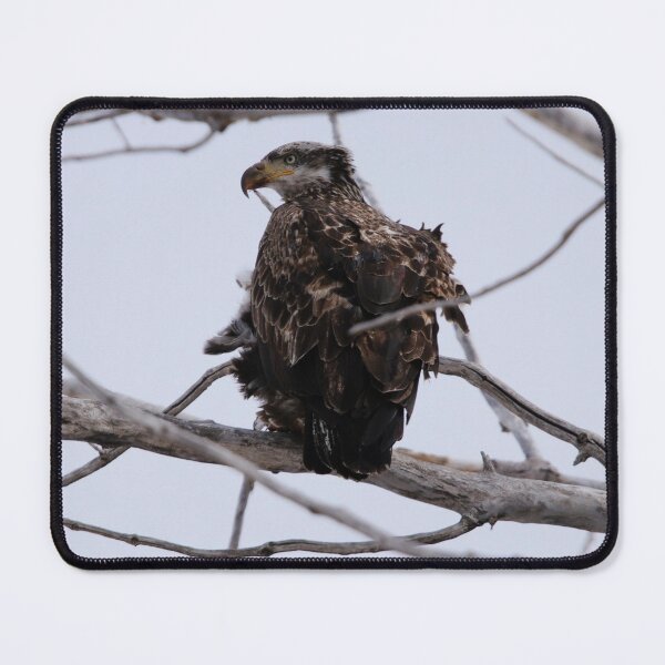 Item preview, Juvenile Bald Eagle designed and sold by Alyce Taylor.