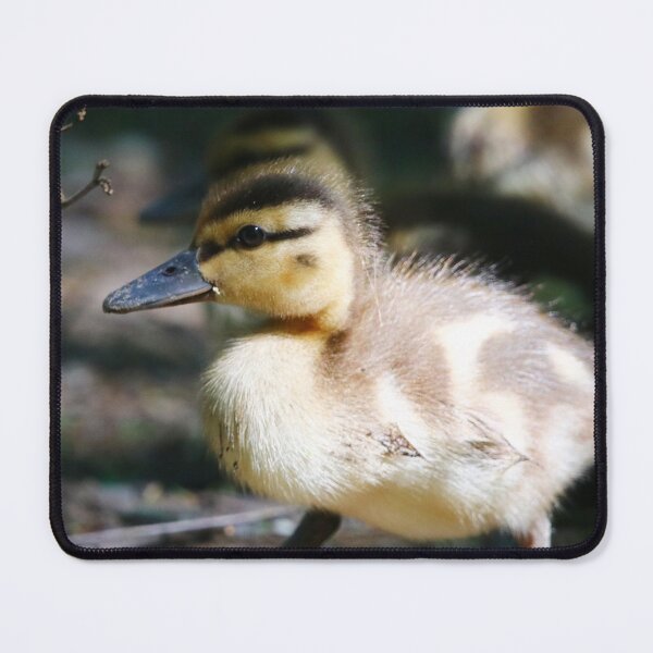 Item preview, Mallard Duckling designed and sold by Alyce Taylor.