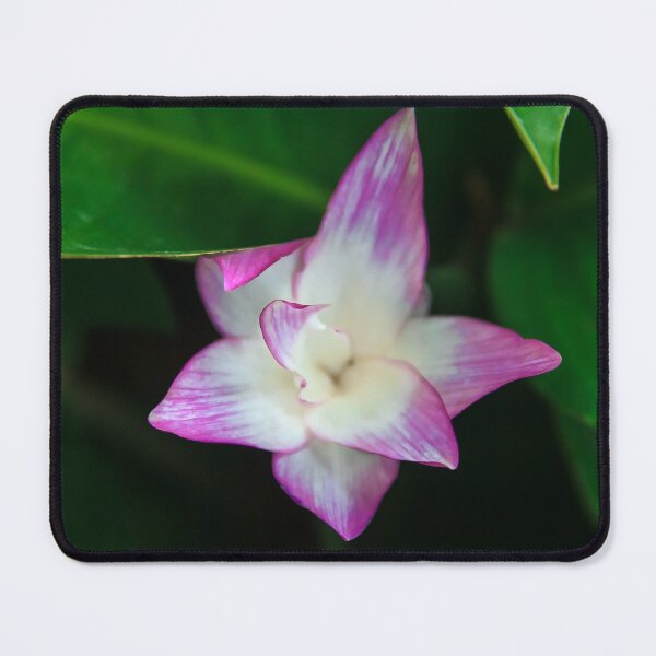 Item preview, Close Up of a Pink Calathea flower  designed and sold by SvetlanaSF.