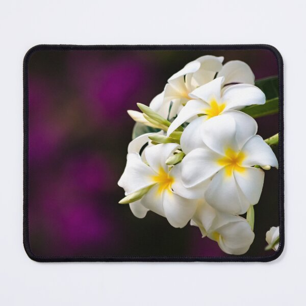 Item preview, White plumeria blossom on purple background designed and sold by SvetlanaSF.