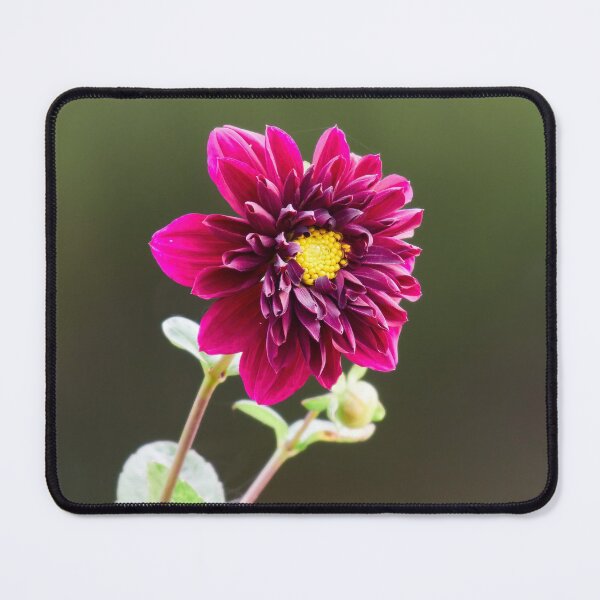 Item preview, Surrounding the yellows. Dahlia designed and sold by Jouko Lehto Photography.