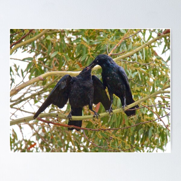 RAVEN ~ Forest Raven B9HP8BMN by David Irwin ~ WO Poster