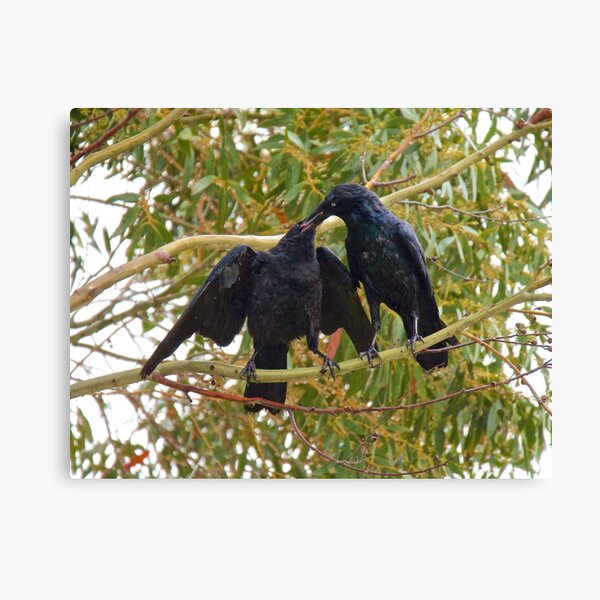 RAVEN ~ Forest Raven by David Irwin ~ WO Canvas Print
