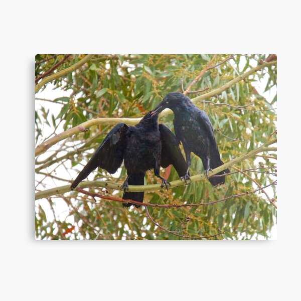 RAVEN ~ Forest Raven B9HP8BMN by David Irwin ~ WO Metal Print