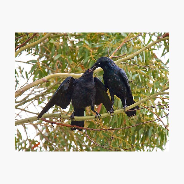 RAVEN ~ Forest Raven B9HP8BMN by David Irwin ~ WO Photographic Print