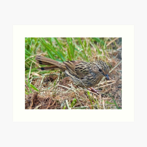 WREN ~ Striated Fieldwren bb2JKFVP by David Irwin ~ WO Art Print
