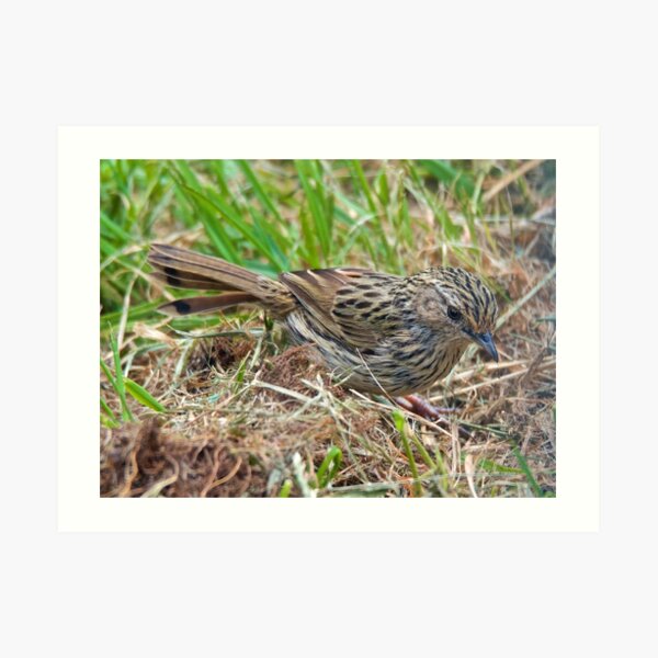 WREN ~ Striated Fieldwren by David Irwin ~ WO Art Print