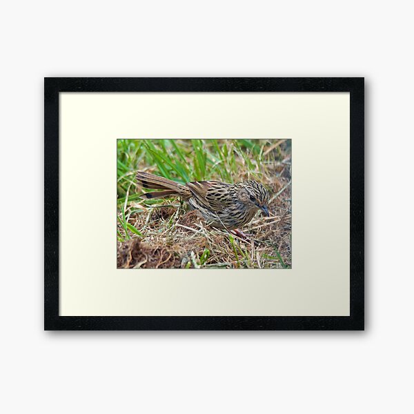 WREN ~ Striated Fieldwren bb2JKFVP by David Irwin ~ WO Framed Art Print
