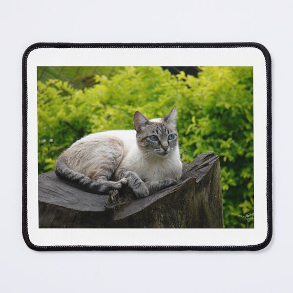 Item preview, White Blue eyed Furry Cat designed and sold by Luftpax.