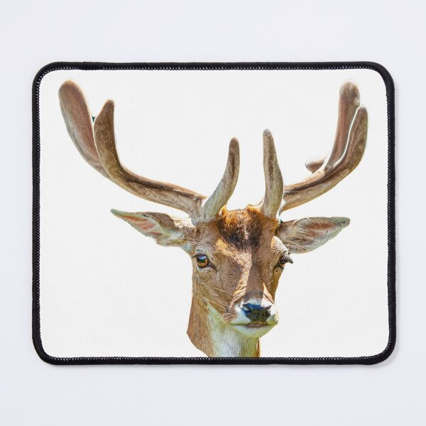 Item preview, Fallow Buck in velvet designed and sold by Dalyndigital Photography.
