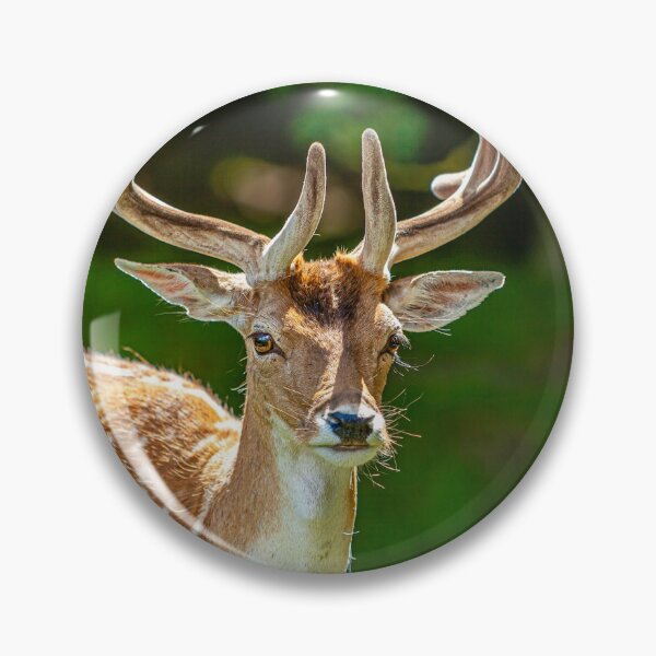 Item preview, Fallow Buck in velvet designed and sold by Dalyndigital Photography.