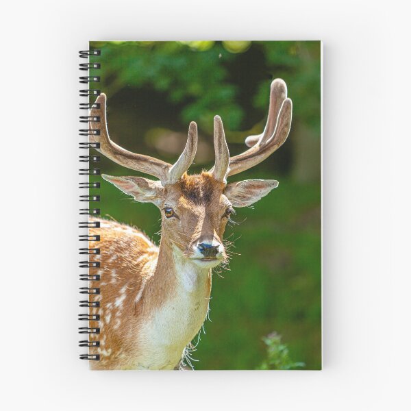 Item preview, Fallow Buck in velvet designed and sold by Dalyndigital Photography.