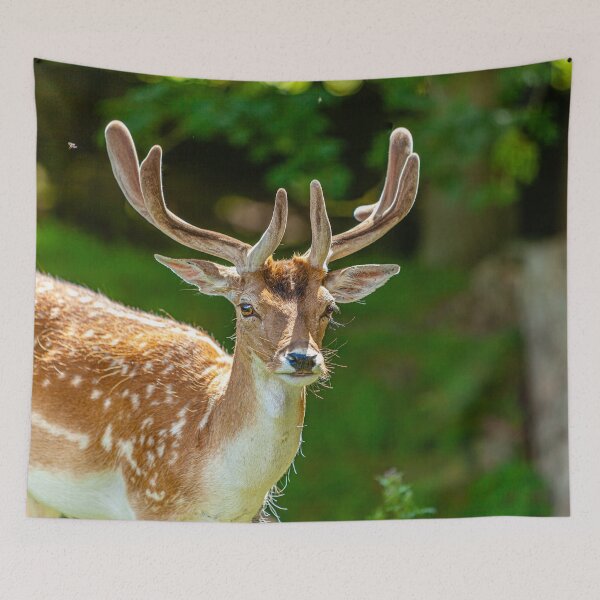 Item preview, Fallow Buck in velvet designed and sold by Dalyndigital Photography.