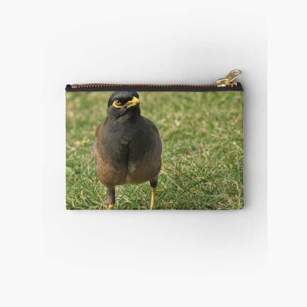 Item preview, Common myna designed and sold by SDym Photography.