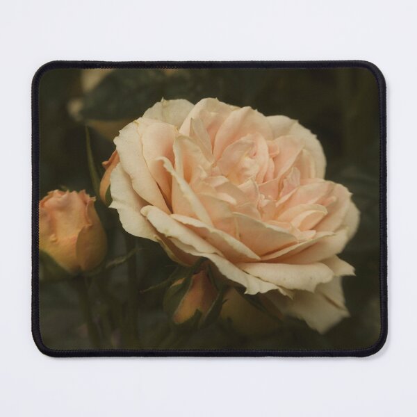 Item preview, Only a Rose designed and sold by Martyn R Arnold Fine Art Nature & Landscape Photography.