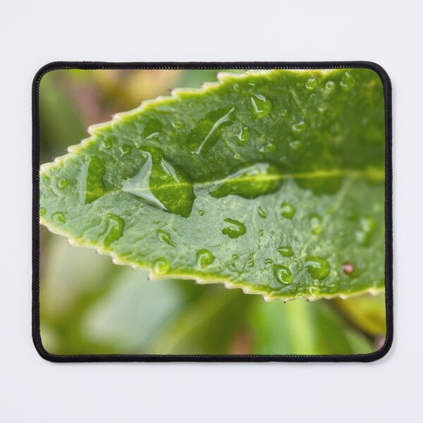 Item preview, Raindrops on a Green Serrated Leaf designed and sold by Sinemathk.