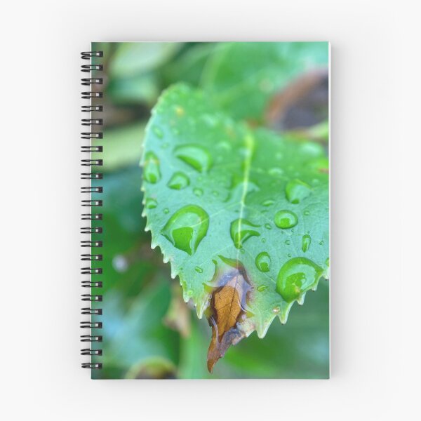 Item preview, Raindrops on a Green Serrated Leaf designed and sold by Sinemathk.