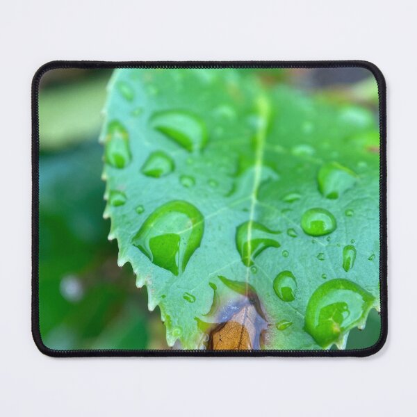 Item preview, Raindrops on a Green Serrated Leaf designed and sold by Sinemathk.