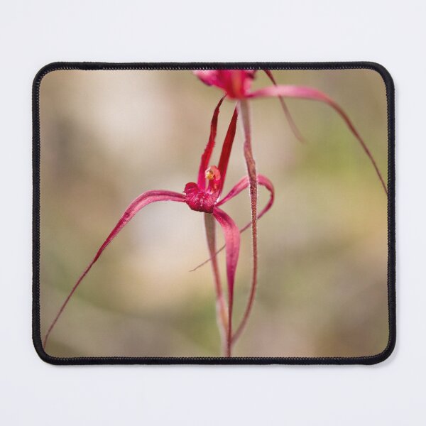 Item preview, Blood Spider Orchid near Dryandra designed and sold by Images by Chris de Blank.
