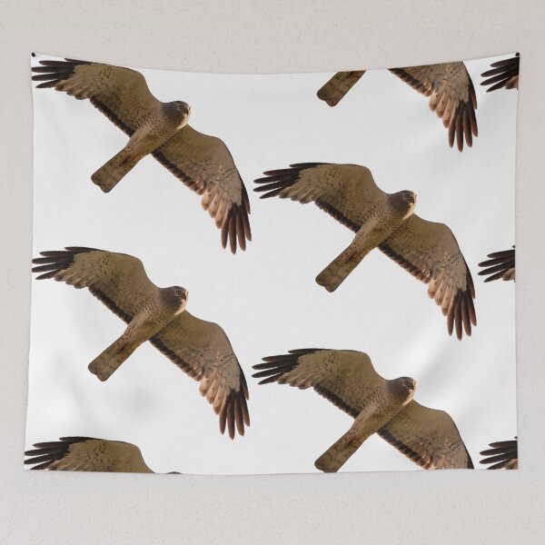 Item preview, A Northern Harrier soars overhead designed and sold by CanvasByNature.