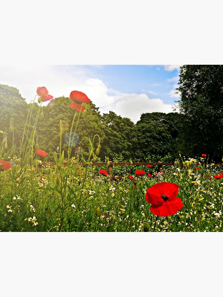 Sun kissed poppies by ScenicViewPics