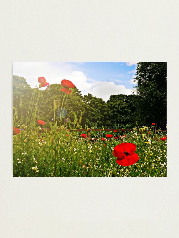 Alternate view of Sun kissed poppies Photographic Print