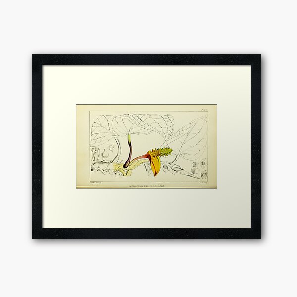 Item preview, Anthurium radicans and flower - botanical illustration designed and sold by chimakingthings.