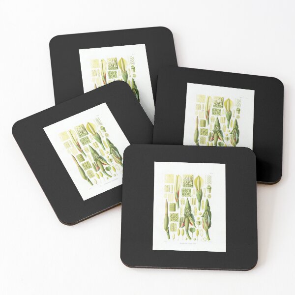 Item preview, Philodendron martianum flower dissection - Botanical Illustration designed and sold by chimakingthings.