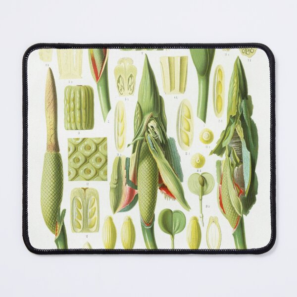 Item preview, Philodendron martianum flower dissection - Botanical Illustration designed and sold by chimakingthings.