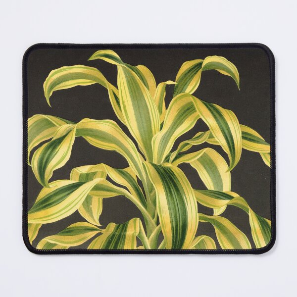 Item preview, Dracaena reflexa ‘Variegata’ - botanical illustration designed and sold by chimakingthings.