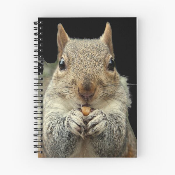 Item preview, Grey Squirrel sitting, eating a nut, watching. Funny giant squirrel. Photograph designed and sold by JellyBeenzz.