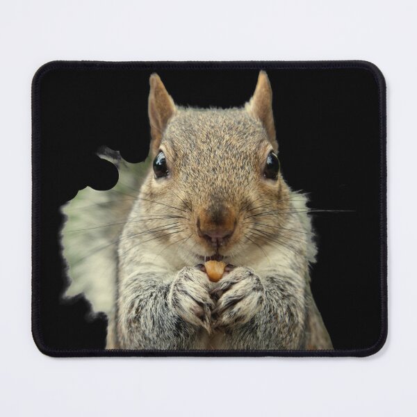 Item preview, Grey Squirrel sitting, eating a nut, watching. Funny giant squirrel. Photograph designed and sold by JellyBeenzz.