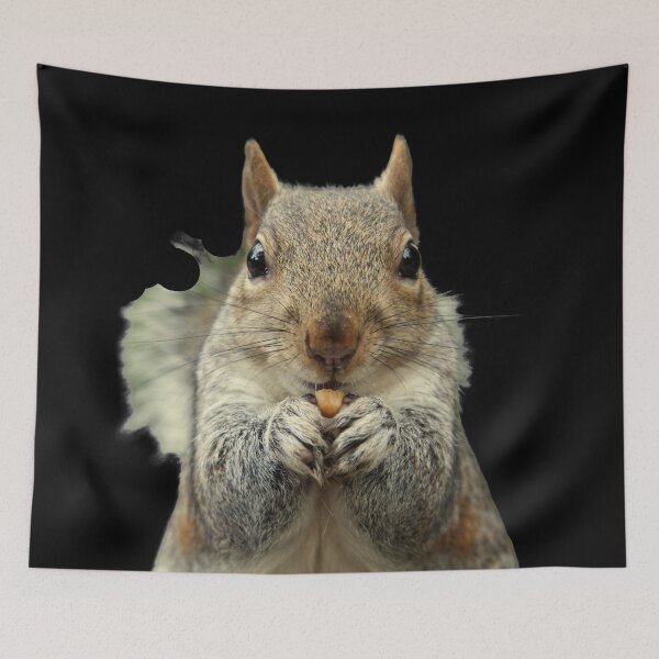 Item preview, Grey Squirrel sitting, eating a nut, watching. Funny giant squirrel. Photograph designed and sold by JellyBeenzz.