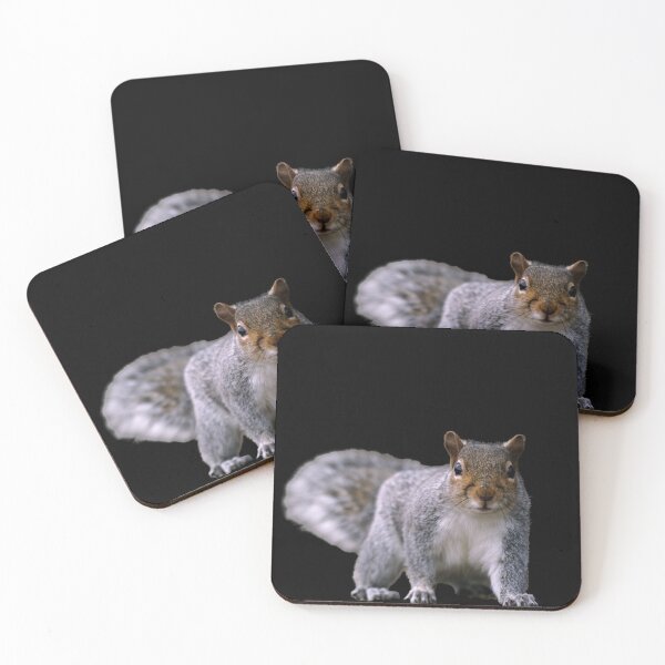 Artikelvorschau, Graues Eichhörnchen, auf dem Boden, stehend und beobachtend. Lustiges riesiges Eichhörnchen. Foto entworfen und verkauft von JellyBeenzz.