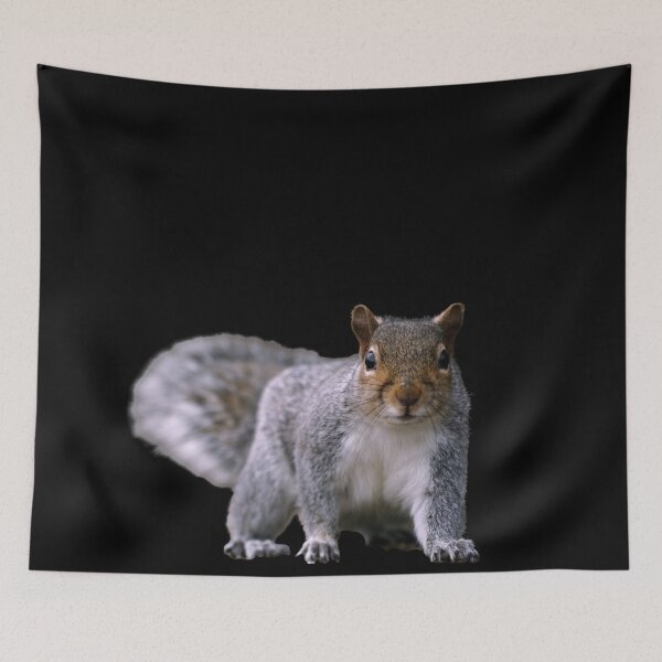 Item preview, Grey Squirrel, on the ground, standing, watching. Funny giant squirrel. Photograph designed and sold by JellyBeenzz.