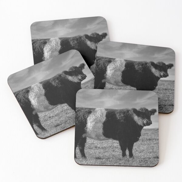 Item preview, Belted Galloway Cow designed and sold by derekbeattie.
