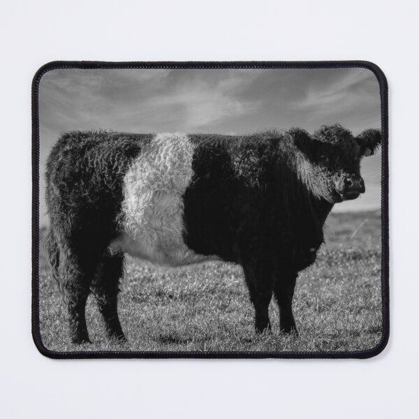 Belted Galloway Magnifying Reading Glass Desktop Office Cow Farming Gift Present 