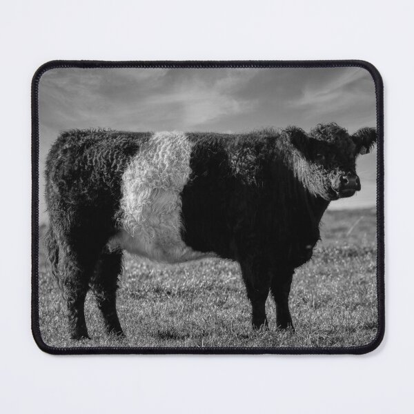 Item preview, Belted Galloway Cow designed and sold by derekbeattie.