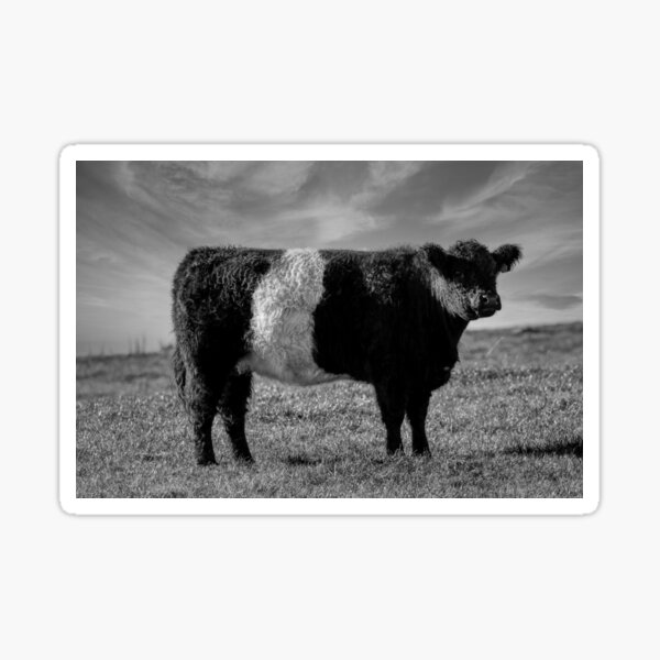 Item preview, Belted Galloway Cow designed and sold by derekbeattie.