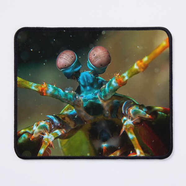 Item preview, Colorful crab, photograph, crusty, ocean life, crustacean, pinchers, claws designed and sold by Nostrathomas66.