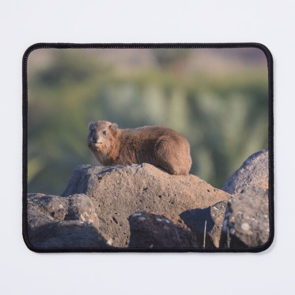 Item preview, Rock Rabbit in Northern Israel designed and sold by DanaLauraPhoto.