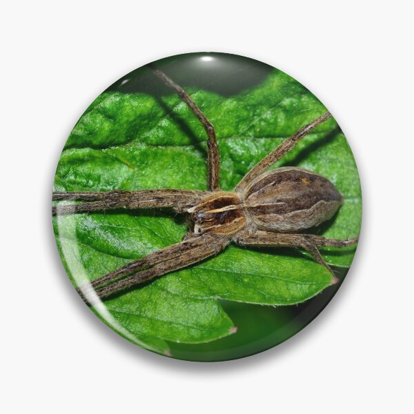Item preview, spider designed and sold by Claudia-Evans.