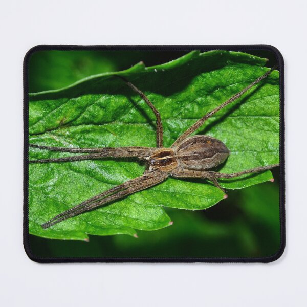Item preview, spider designed and sold by Claudia-Evans.