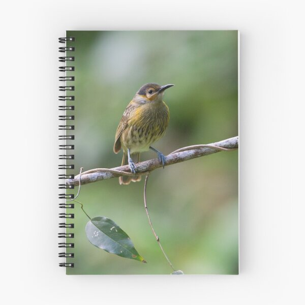 Artikelvorschau, Macleays Honeyeater entworfen und verkauft von Rob Drummond.